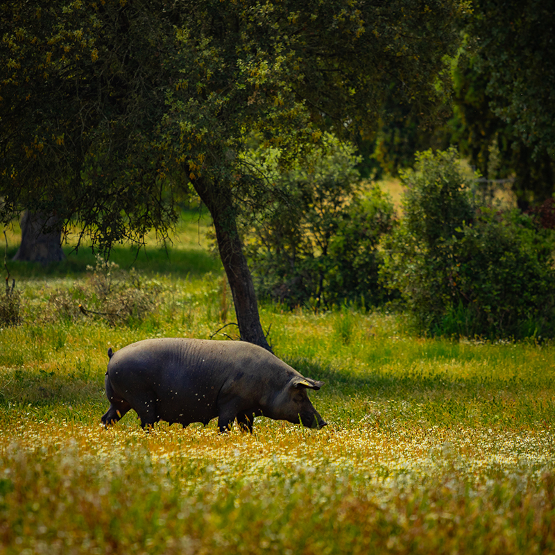 cerdo-iberico